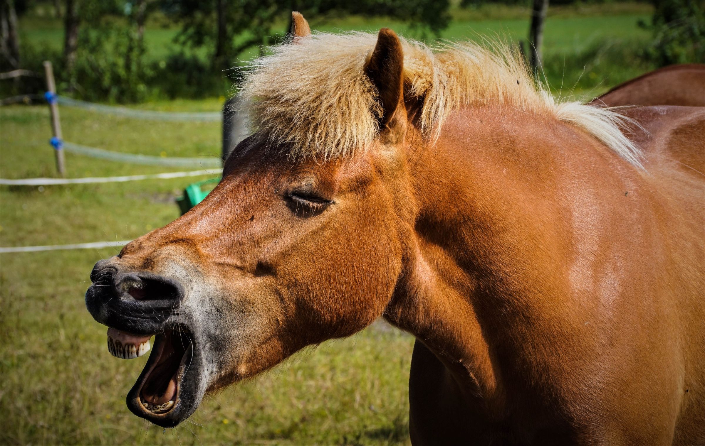 Pahua da lachte das Pferd